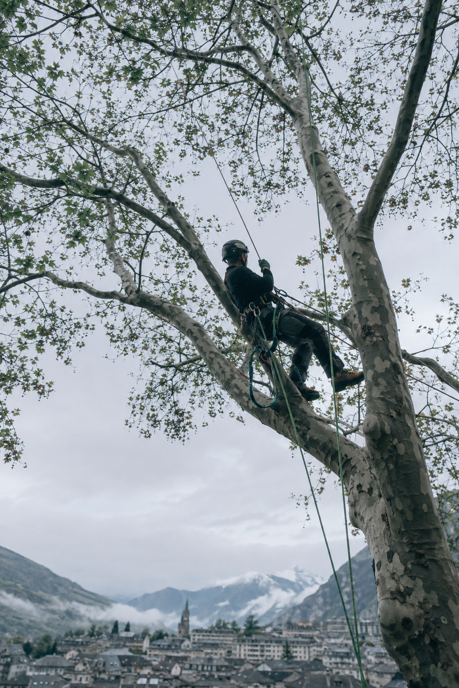 Élagueur-grimpeur encordé en haut d'un grand platane, ciel gris, toits d'Annecy et montagnes en arrière-plan